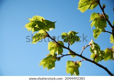 Beautiful natural landscape. Countryside village rural background at sunny weather in spring summer. Green lime trees and blue sky. Nature protection concept.