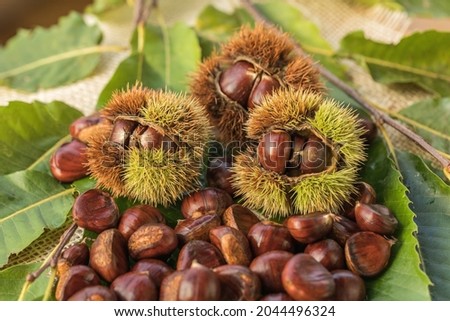 Ripe chestnuts close up. Sweet raw chestnuts. Husked chestnuts and chestnuts with skin. Organic food. Food background. Healthy eating. Healthy lifestyle. Protein source. View from above Royalty-Free Stock Photo #2044496324