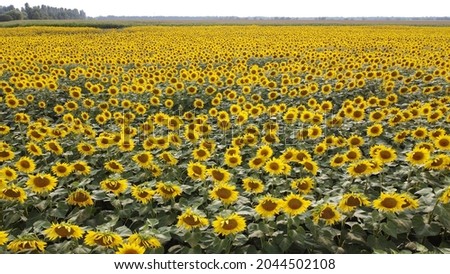 Sunflower filed views in Ukraine