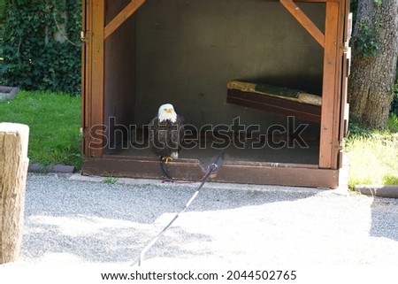 Haliaeetus leucocephalus, bald eagle, in a cottage, Cleebronn, Germany