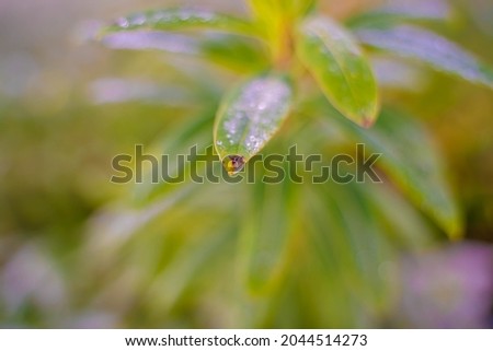 leaf with water drops close-up macro Photography