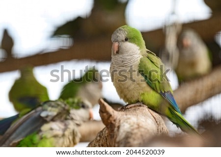 monk parrot in zoo cages, colorful and funny birds, heat-loving birds. new