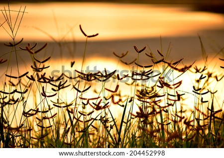 plant on background of orange sunset in summer field