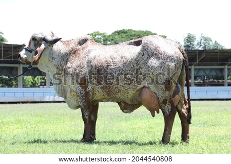 Red cheetah gir dairy cow in display position