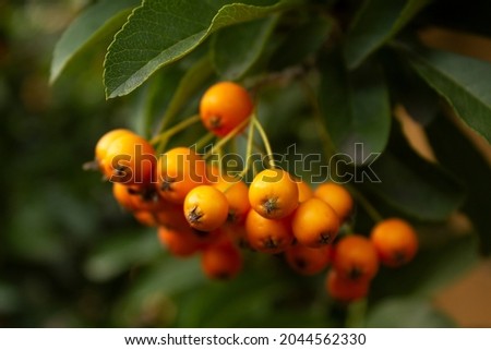 Close up yellow color berry of Sorbus aucuparia autumn tree into garden