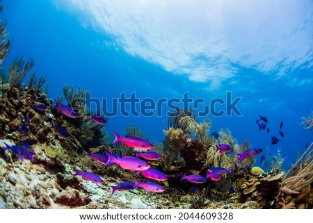 Peacock wrasses swimming over the reef