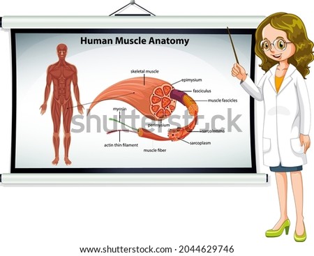 Human muscle anatomy with body anatomy illustration