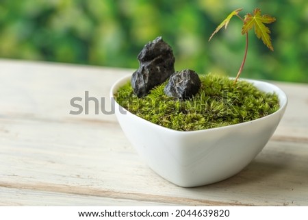 Japanese moss bonsai, zen mood image