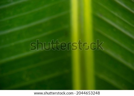 banana leaf texture background bokeh
