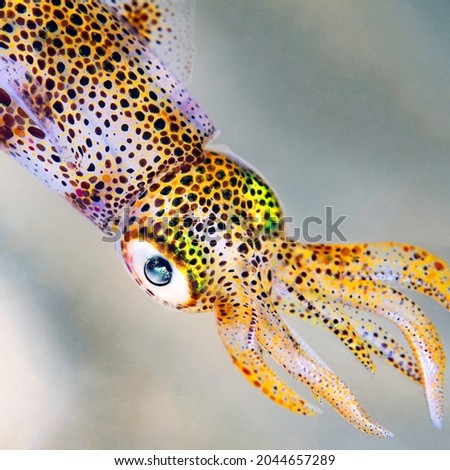 Baby Calamari Squid Closeup in the Ocean Royalty-Free Stock Photo #2044657289