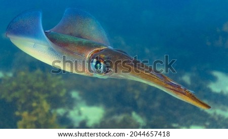 A Baby Calamari Squid Closeup in the Ocean Royalty-Free Stock Photo #2044657418
