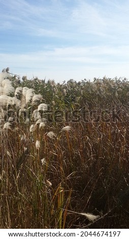 Take a picture of a bright orange reed field