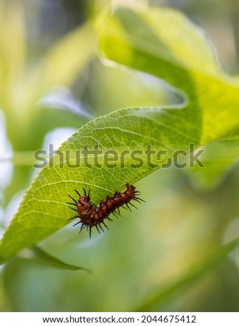 Red caterpillar with spikes. Red Gulf Fritillary in leaf. 