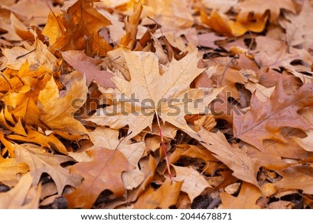 Maple leaf on the ground. Autumn. Wallpaper-screensaver