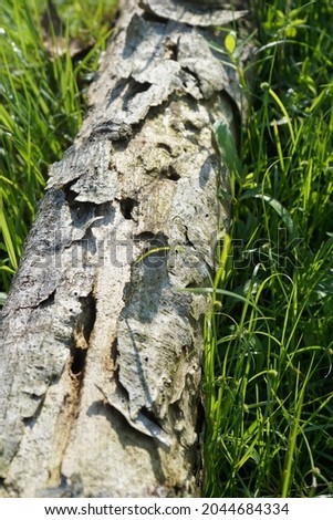 Rotten wood lying among the grass