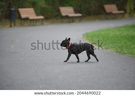 French Bulldog in the park