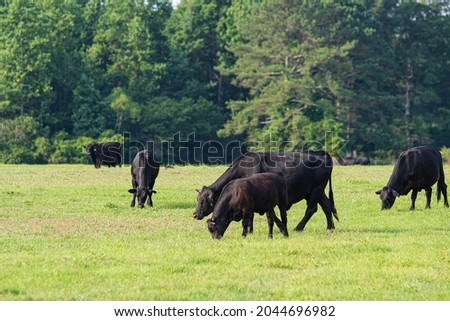Black Angus herd of beef cattle grazing in the early morning on a summer pasture. Royalty-Free Stock Photo #2044696982