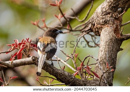 A Rufous Treepie perched on a branch in Tadoba National Park, India