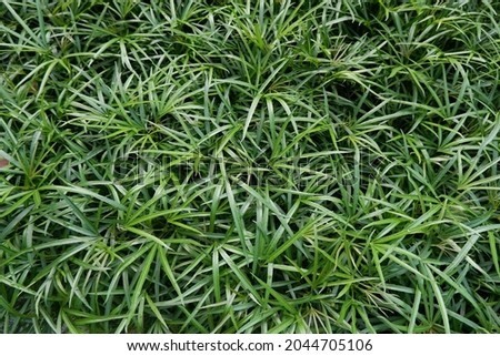 Green Plants Natural Abstract Background photos. Beautiful color of nature. Tropical environment summer time in the garden. Freshness texture landscape outdoor closeup.