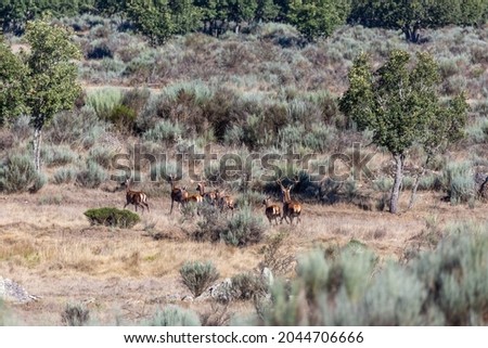 Males and females of common or european deer during the bellowing. Cervus elaphus.