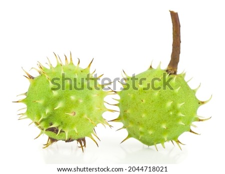 Green chestnuts isolated on white background. Detail for design. Design elements. Macro. Background for business cards, postcards and posters. 