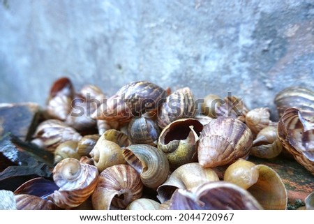 Close up of snail shell