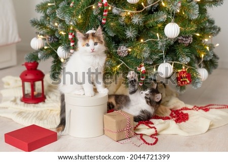 little cute funny kitten cat playing with new year decorations on the background of the christmas tree new year and christmas concept. High quality  Royalty-Free Stock Photo #2044721399