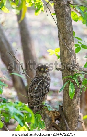 Brown fish owl scanning the pond below for fish in Tadoba National Park India