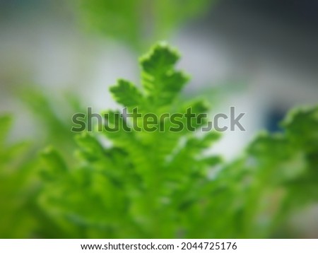 Blurred image on green leaf background