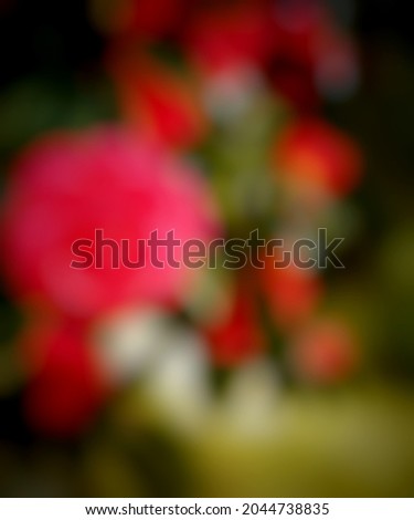 rose flower,  to decoration blur picture,  a background natur texture 