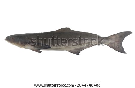 Big cobia fish isolated on white background
