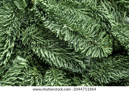 Fresh green fir spruce branches background