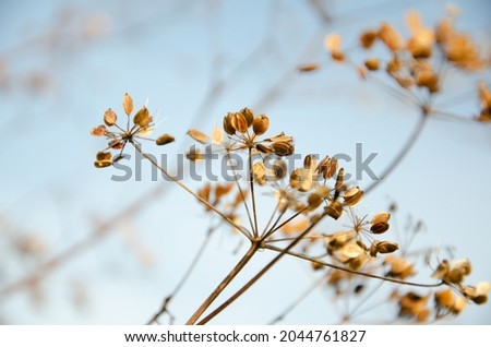 Selective focus inflorescences of dry grass on background of blue sky with copy space. Withered dry plant with fallen seeds on umbrella floscule. Natural background of wild dried flowers.