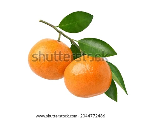 Orange fruits hanging on a branch of orange tree isolated on white background. Royalty-Free Stock Photo #2044772486