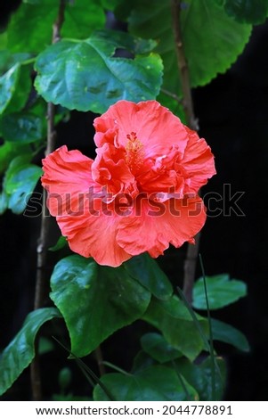 Blooming orange color hibiscus flower with green leaves background 