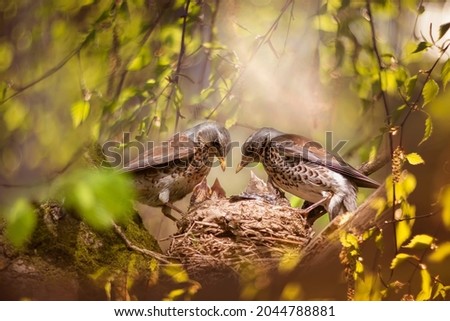  parents of the blackbird bird feed their chicks in the nest among the green foliage in the spring park Royalty-Free Stock Photo #2044788881