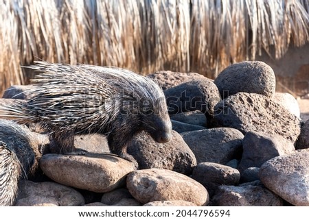 Porcupine walking over rocks in Djibouti, East Africa