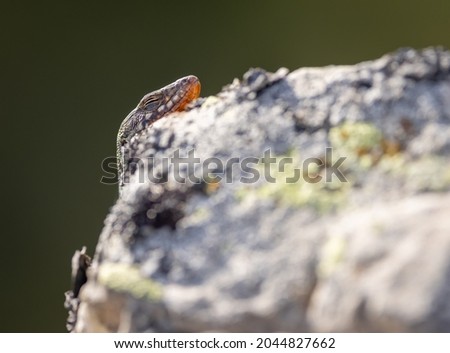 Portrait of a lizard on a rock