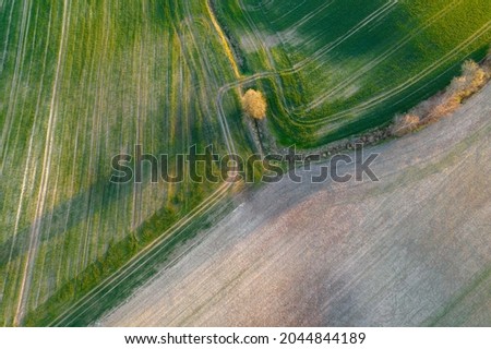 Drone photo of the bright green wheat field separated by the road. There is a tree by the road. aerial view. beautiful minimalist wallpaper.