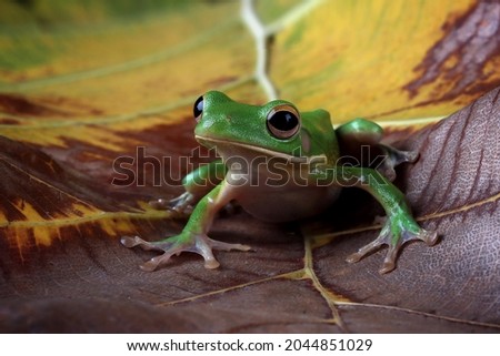 White-lipped tree frog (Litoria infrafrenata)  on dry leaves, white-lipped tree frog (Litoria infrafrenata)  closeup
