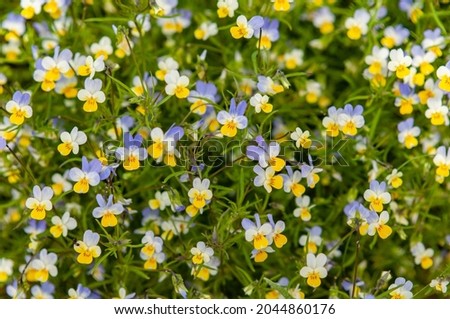 Meadow flowers tricolor violet among grass, purple yellow and white petals a delicate flower, summer background