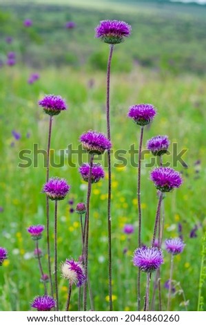 Beautiful Flowers Milk Thistle Close-up, Big Purple Silybum Flowers.