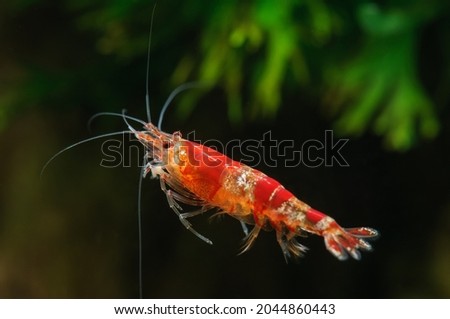 Shrimp Cardina sp.Crystal Red Royalty-Free Stock Photo #2044860443