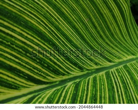 Closeup​ floral seamless pattern for background​, green, black and white split-leaf Philodendron plant with vines on white background. Closeup​ green​ leaves​ for​ background.