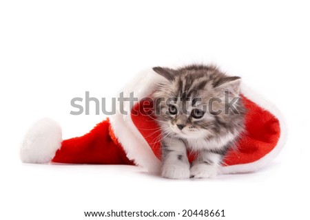 The kitten plays on a white background