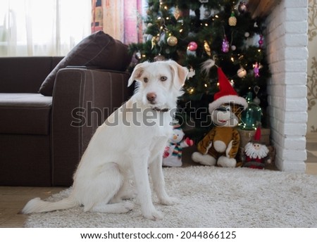 cute white dog sits on a soft carpet in front of a decorated Christmas tree. Waiting for a miracle, beloved pet. Cozy winter holidays. Tiger soft toy as a symbol of 2022 under tree