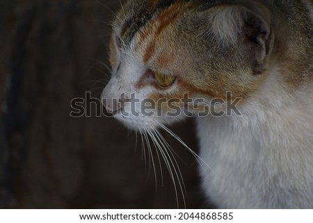 cat sitting with a black background