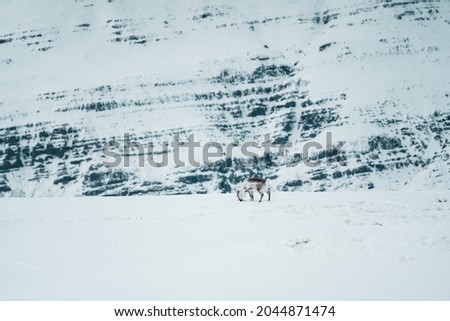 Reindeer in the wild and frozen nature surrounded by snow and hills, Iceland