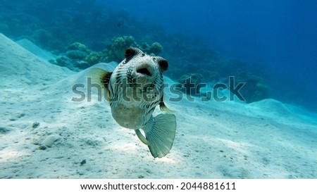 Spiny puffer (Rus) - Whitespotted puffer (Eng) - Arothron hispidus (Lat) (family Tetraodontidae) - grows up to 50 cm (usually 38-40 cm). It feeds on sponges, invertebrates, molluscs, and other inhabit Royalty-Free Stock Photo #2044881611