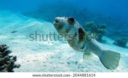 Spiny puffer (Rus) - Whitespotted puffer (Eng) - Arothron hispidus (Lat) (family Tetraodontidae) - grows up to 50 cm (usually 38-40 cm). It feeds on sponges, invertebrates, molluscs, and other inhabit Royalty-Free Stock Photo #2044881614